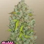 Семена конопли Original AUTO BUBBLEGUM от Fast Buds